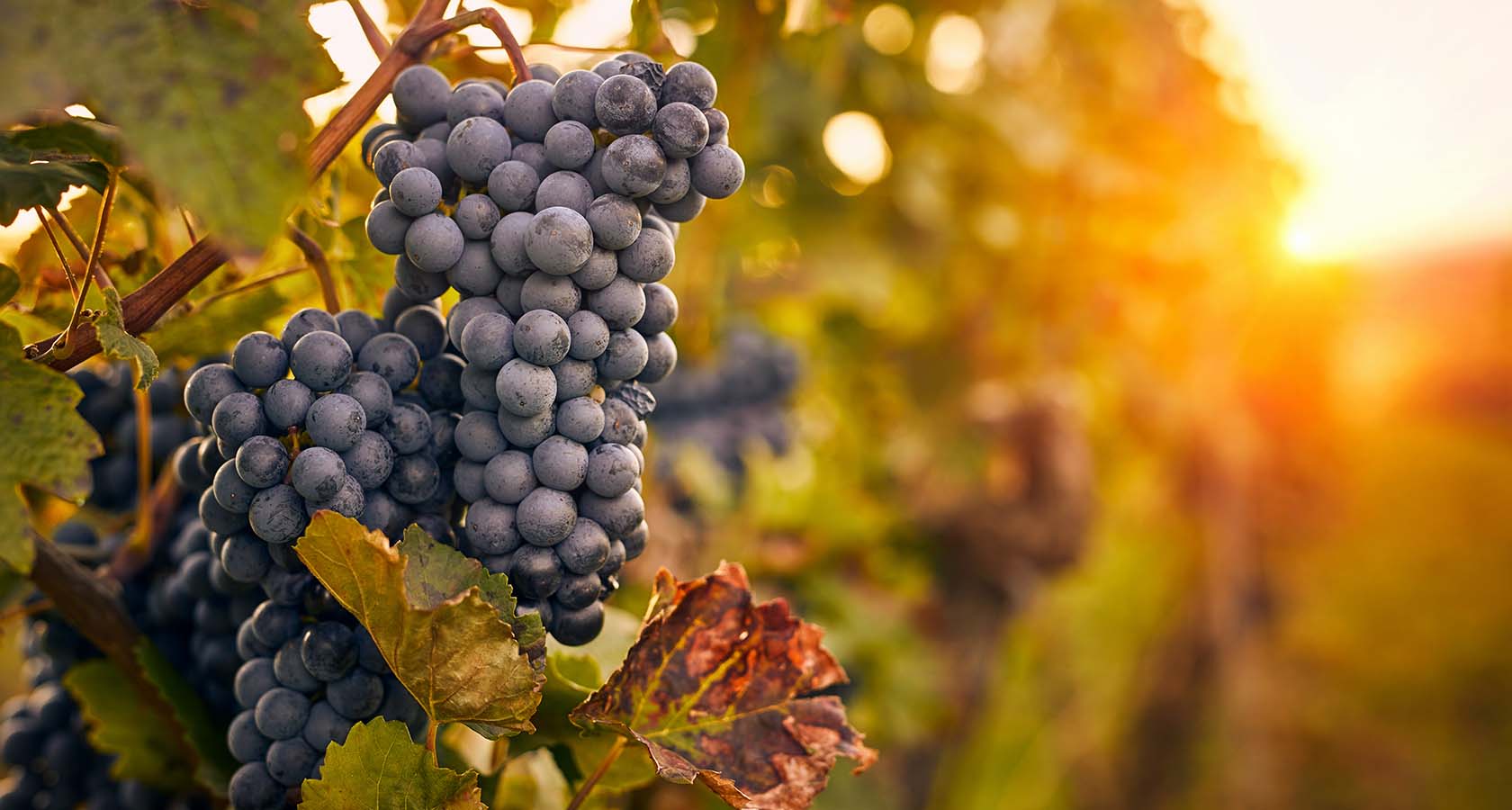 Grape Best Water Vinery