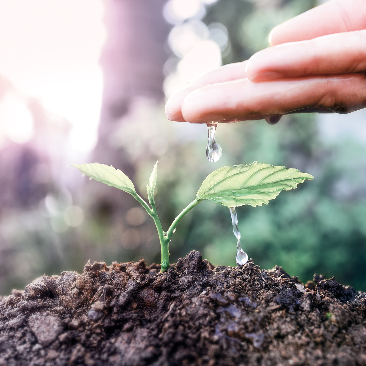 Regenwaterrecuperatie: een milieuvriendelijk oplossing